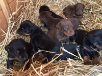 Üst Seviye Doberman Yavruları