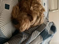 Maltipoo 6 aylık
