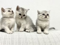 7 Ağustos Doğumlu British Shorthair Bebekler
