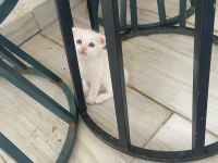 Beyaz mavi gözlü yavru scottish fold