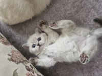 Çok tatlış british longhair kediler