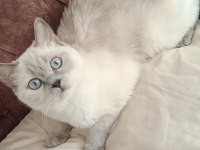 Acil satılık british shorthair