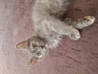 British shorthair cins yavru