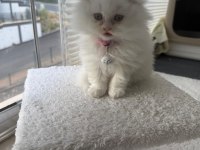 Muhteşem Güzellik Scottish Fold