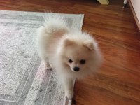 Erkek pomeranian 10 aylık