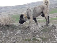 KANGAL SİVASTAN ALINIR KALİTE AYI BOĞANLAR