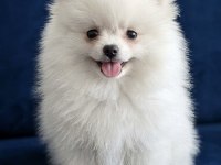 Teacup Pomeranian Kar Beyaz Dişi