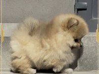 Mini pomeranian boo yavrumuz