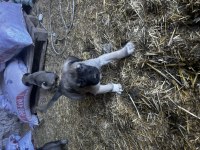 Malaklı yavruları köpekler