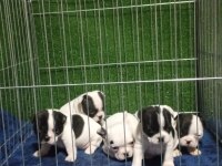 Maskeli french bulldog bebekleri