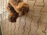 1.5 Yaş kore poodle erkekler eşleme tecrübeli