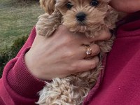 En özel kore maltipoo yavruları