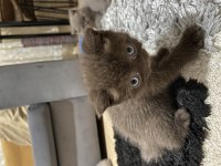 Kahve erkek british longhair