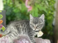 Yeni Ailesini Arayan Irk Sağlık Garantili British Shorthair
