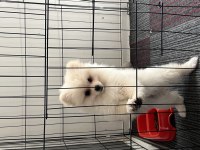 Köpeğimiz Hakkında Detaylar Görüşülür