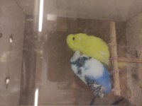 Şov jumbo Tepeli muhabbet kuşlar