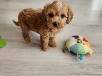 Sevımli Maltipoo  Yavrularımız 