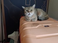 British shorthair kedisi