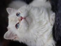 British longhair dişi