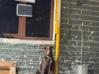 Acil Sahiplendirme Doberman 5 Aylık
