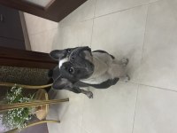 Dişi french bulldog