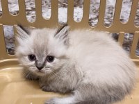 British shorthair ve longhair