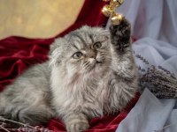 Çok güzel highland scottish fold