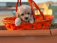 Maltipoo Erkek