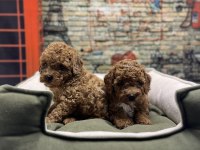 Irk garantili toy poodle yavrularımız @petclubadanaa