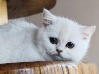 Scottish straight shorthair bs12 dişi