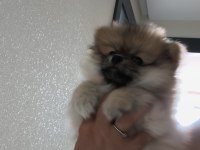 Oyuncu pomeranian boo