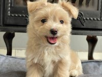 İpeksi Tüylü Neşe Küpü Maltipoo Yavruları