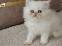 Muhteşem güzellikte iran kedisi bebeklerimiz yuva arıyor