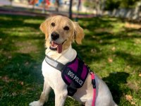 Ücretsiz Golden Retriever Yuva Arıyoruz