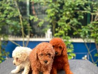 Red brown Toy Poodle yavrularımız