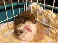 Kapıya Teslim Guinea pig Setleri