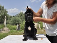 şecere belgeli ırk ve sağlık garantili cane corso yavrular