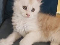 Şecereli Maine Coon yavrular Alanya