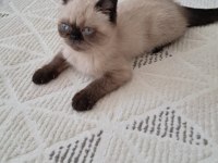 Maya minik yavru kedimiz