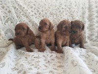 Sevimli ve Oyuncu Toy Poodle Yavrularımız