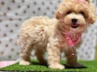 Kore Kan Anne Babadan Üst Kalite Maltipoo Yavrular