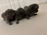 Blue point ve british shorthair