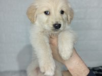 Golden Retriever Yavrularımız
