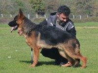 Türkiye İkincisi Genç Yavru Alman Kurdu