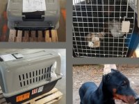 Orijinal kaliteli doberman yavruları