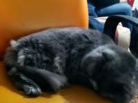 1.5 Yaşında Erkek British longhair