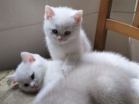 BRİTİSH SHORTHAİR ÜCRETLİ