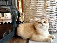 Golden British Shorthair NY12 Yavrular (wcf kayıtlı)