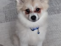 Pomeranian köpeğimiz 5 aylık