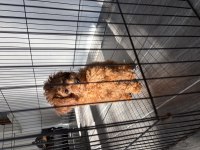 UYGUN TEACUP DİŞİ AŞILI POODLE
